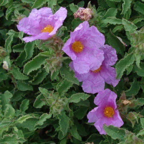 Cistus c. Violetti - pb6.5 (20/30)