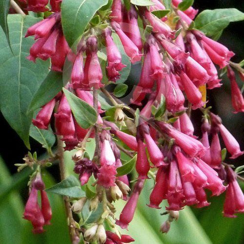 Cestrum newellii - pb5 (35/45)