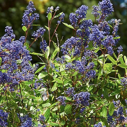 Ceanothus Henri Desfosse - Pb6.5