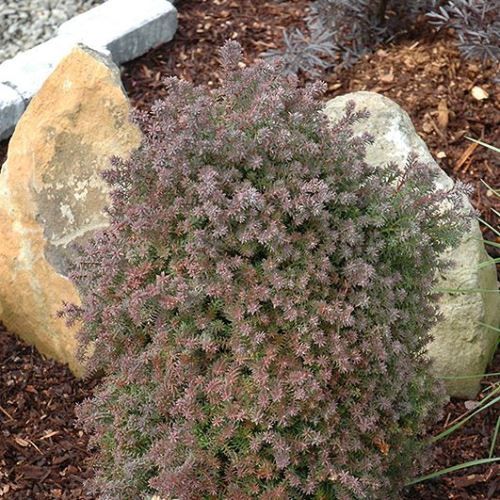 Chamaecyparis thy. Red Star - 3.5ltr