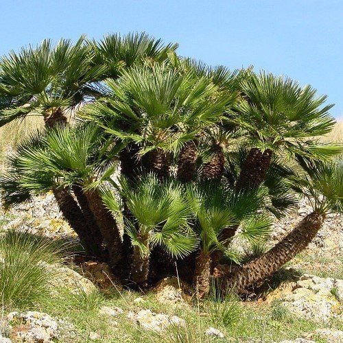 Chamaerops humilis - pb6.5 (30/40)