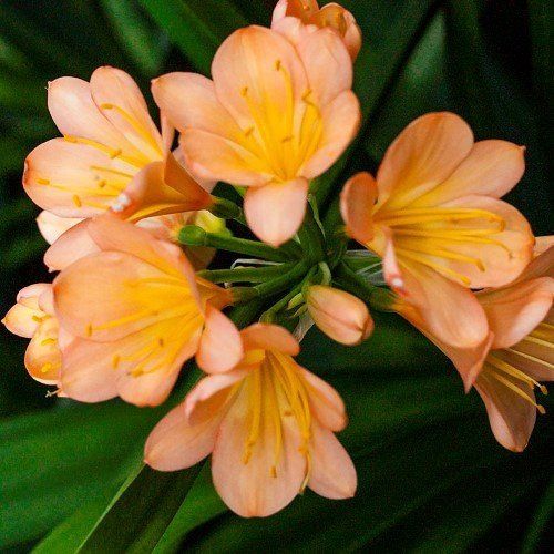 Clivia miniata Apricot - Pb6.5