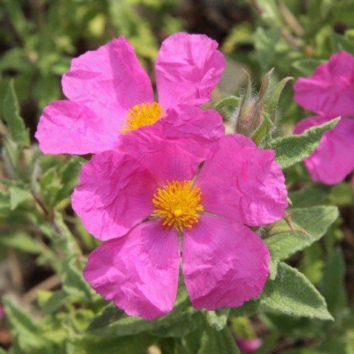 Cistus crispus - pb6.5 (20/30)