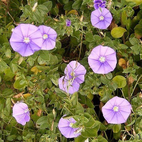 Convolvulus mauritanicus - 0.5L