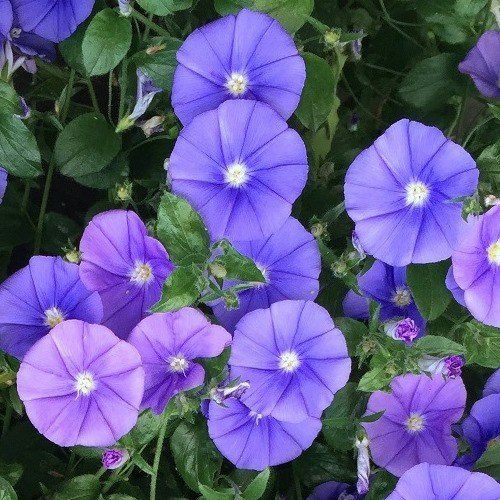 Convolvulus m. Blue Lake - Pb5