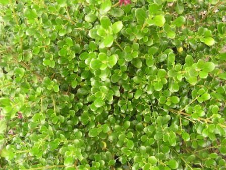 Coprosma Middlemore - Pb6.5 (20/50)