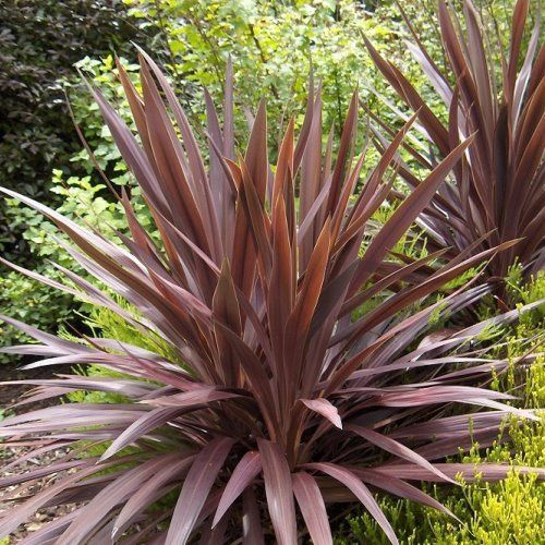 Cordyline australis Purple Tower - Pb6.5