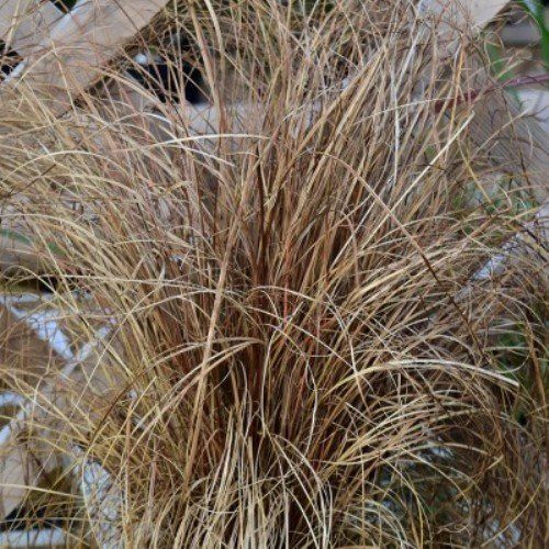 Carex Taupo Bronze Warrior - Pb3