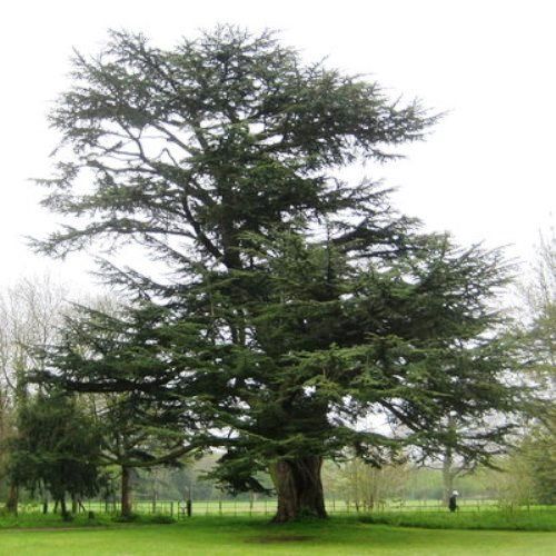 Cedrus atlantica, Atlas Cedar - Pb12 (30/50)