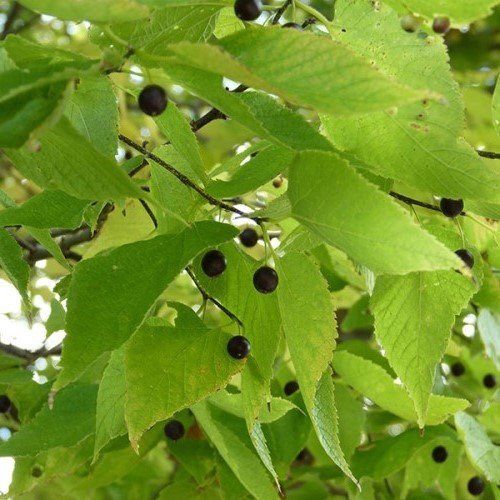 Celtis caucasica, Caucasian Hackberry - Pb6.5