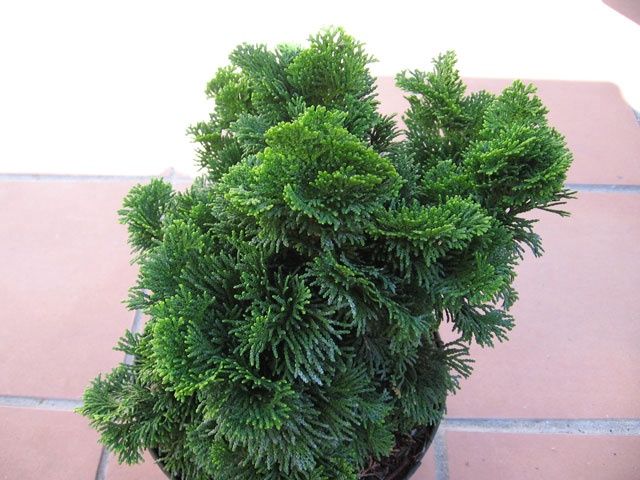 Chamaecyparis ob. Nana - 3ltr (15/20)