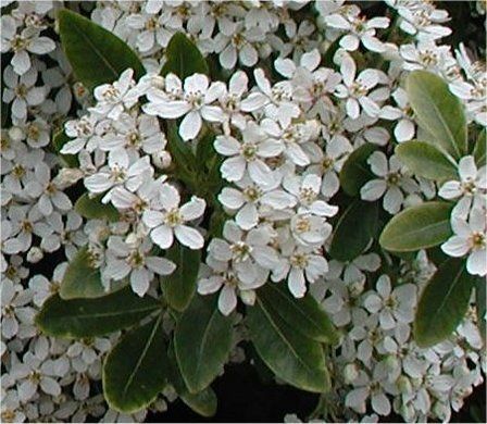 Choisya ternata - Pot (20/30)