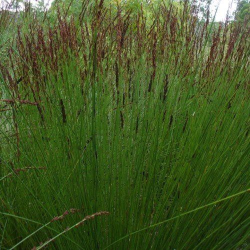 Chondropetalum tectorum - pb60 (150/180)