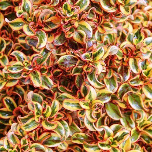 Coprosma Golden Star - Pb6.5