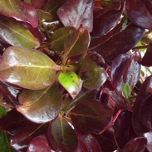 Coprosma Winter Wine - Pb6.5