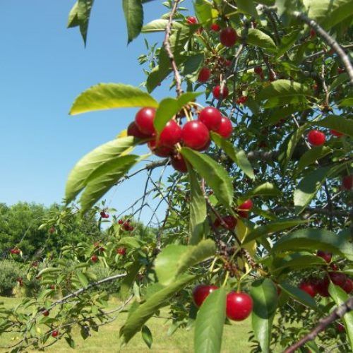 Cherry Modesto - Pb12