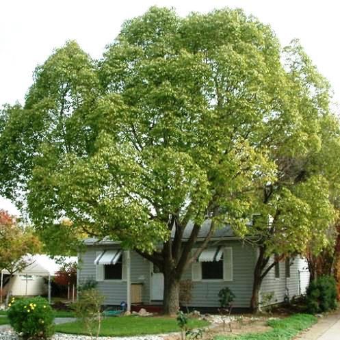 Cinnamomum camphora, Camphor Tree - 35Ltr (2.3/3m)