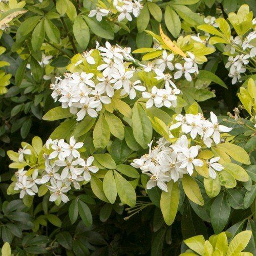 Choisya t. Sundance - Pb5