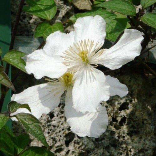 Clematis Spooneri - Pb6.5