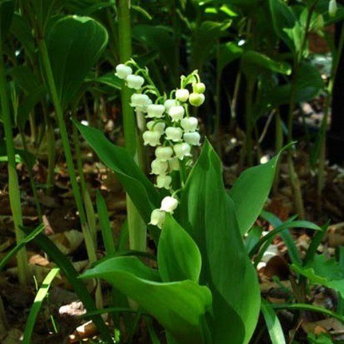 Convallaria majalis, Lily-Of-The-Valley