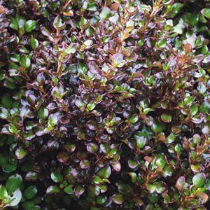 Coprosma Karo Red - 2.5Ltr (25/70)