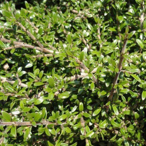 Coprosma Taiko - 1Ltr/2Ltr