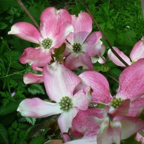 Cornus florida Stokes Pink - Pb18