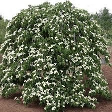 Cornus florida Pendula - Pb12