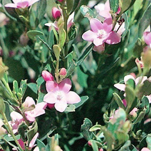 Crowea p. Ecstasy - pb6.5 (20/30)