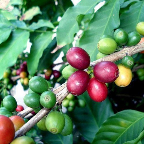 Coffea arabica, Coffee - Pb6.5