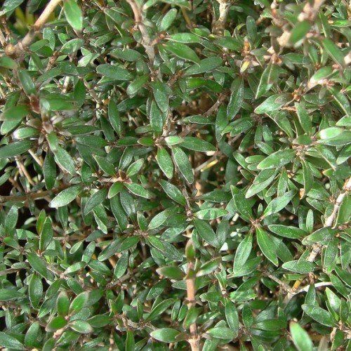 Coprosma Dark Spire - Pb5 (30/80)