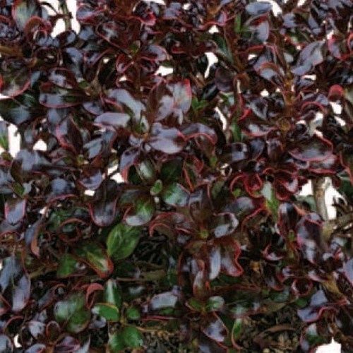 Coprosma Black Velvet - 2Ltr