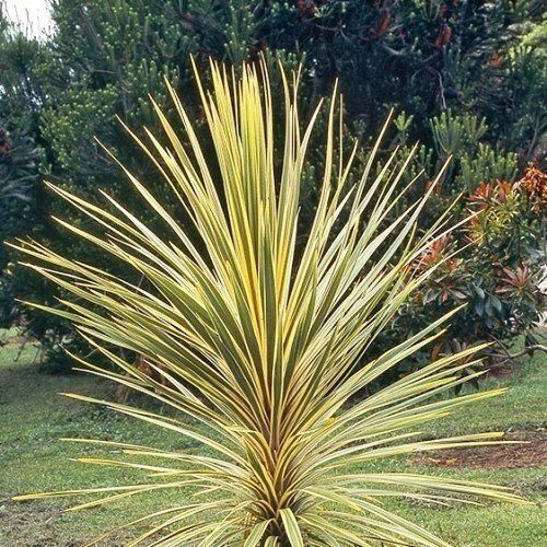 Cordyline australis Albertii - 12Ltr