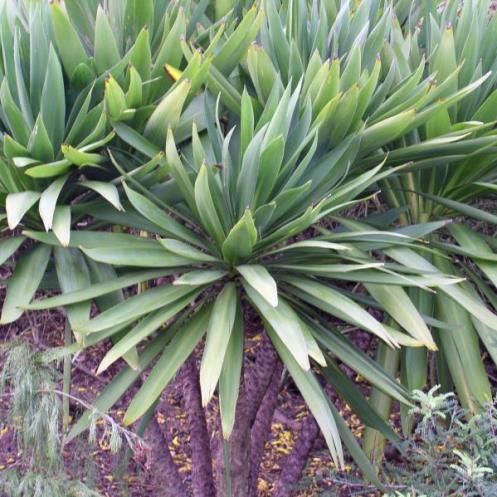 Cordyline obtecta Green Goddess - 2.5Ltr(40/60)