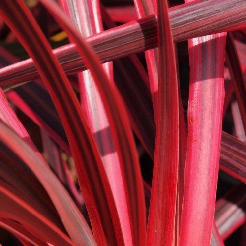 Cordyline x Salsa - Pb6.5