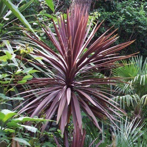 Cordyline australis Purpurea - Pb3