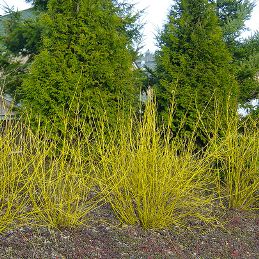 Cornus stolonifera Flaviramea - Pb6.5