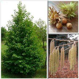 Corylus colurna, Turkish Hazel - Pb12