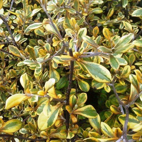 Corokia x Sunsplash - Pb3