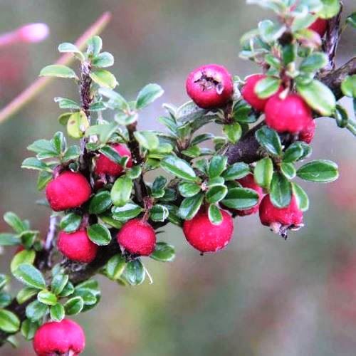 Cotoneaster microphylla - 1Ltr (25/40)