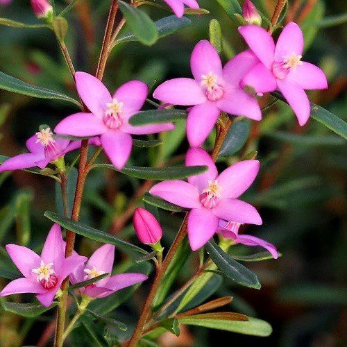 Crowea saligna - pb6.5 (20/30)