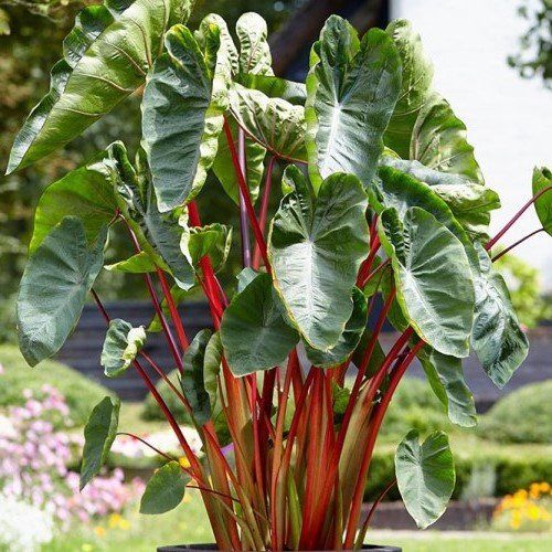 Colocasia Hawaiian Punch, Elephant Ear - 3.3Ltr