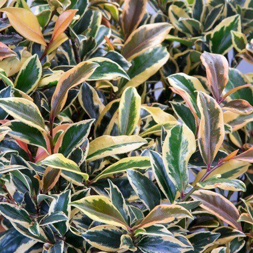 Cleyera jap. Triolour - pb6.5 (40/50)