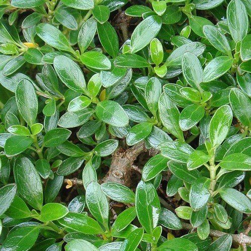 Coprosma prostrata, Mirror Plant - Pot