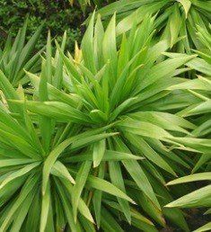 Cordyline australis Kirkii - Pb6.5