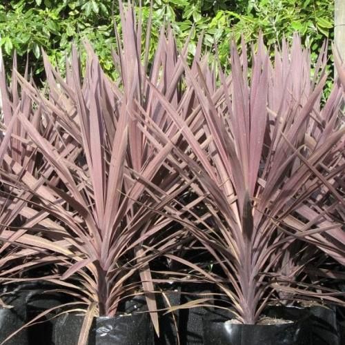 Cordyline australis Midnight Star - Pb5