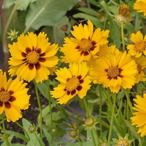 Coreopsis lanceolata - Pb5