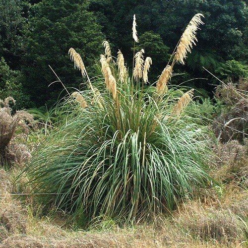 Cortaderia fulvida, Toetoe - Tube