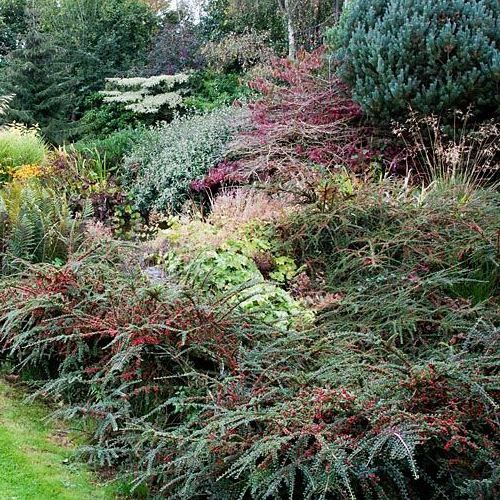 Cotoneaster horizontalis - pb5 (20/30)