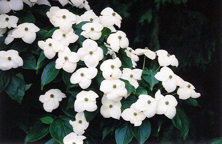Cornus kousa Southern Cross - Pb18